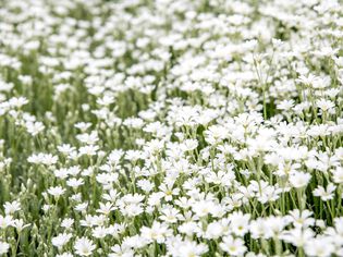 小白花聚在一起 薄花为月园