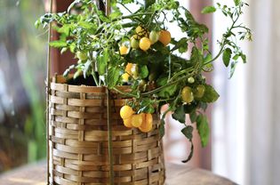 小橙番茄挂起植物藤编织篮子室内