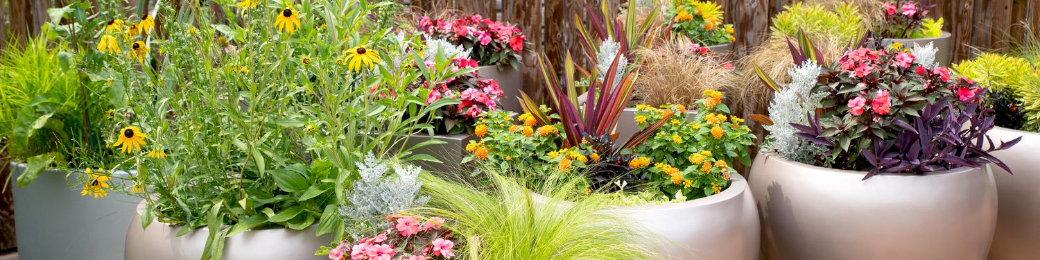 将花园装饰成专业手 由我们专家作家和园艺大师帮助学习做日常任务 选择最佳植物 和中间的一切