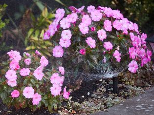 Sprinkler带压电破解器向粉红色花朵喷水