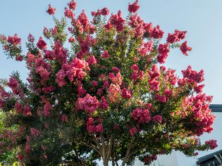 Crepe myrtle树长剪树枝 满满粉红色花团