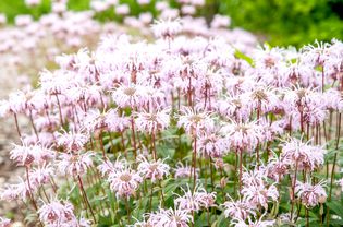 野生贝加莫特植物雨花园中带薄光粉红色花