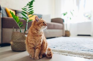 一只姜猫坐在明亮客厅的地板上