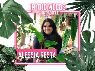 AlessiaResta用植物人网