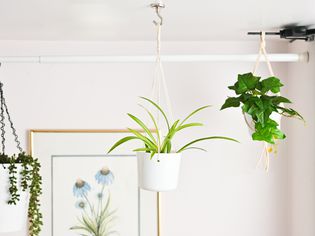植物悬吊天花板