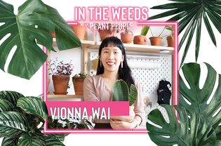 Vionna Wai,Weeds带植物
