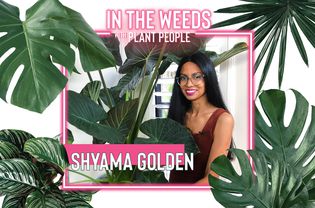 Shyama金带植物