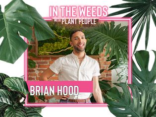 布赖恩汉德Weeds带植物