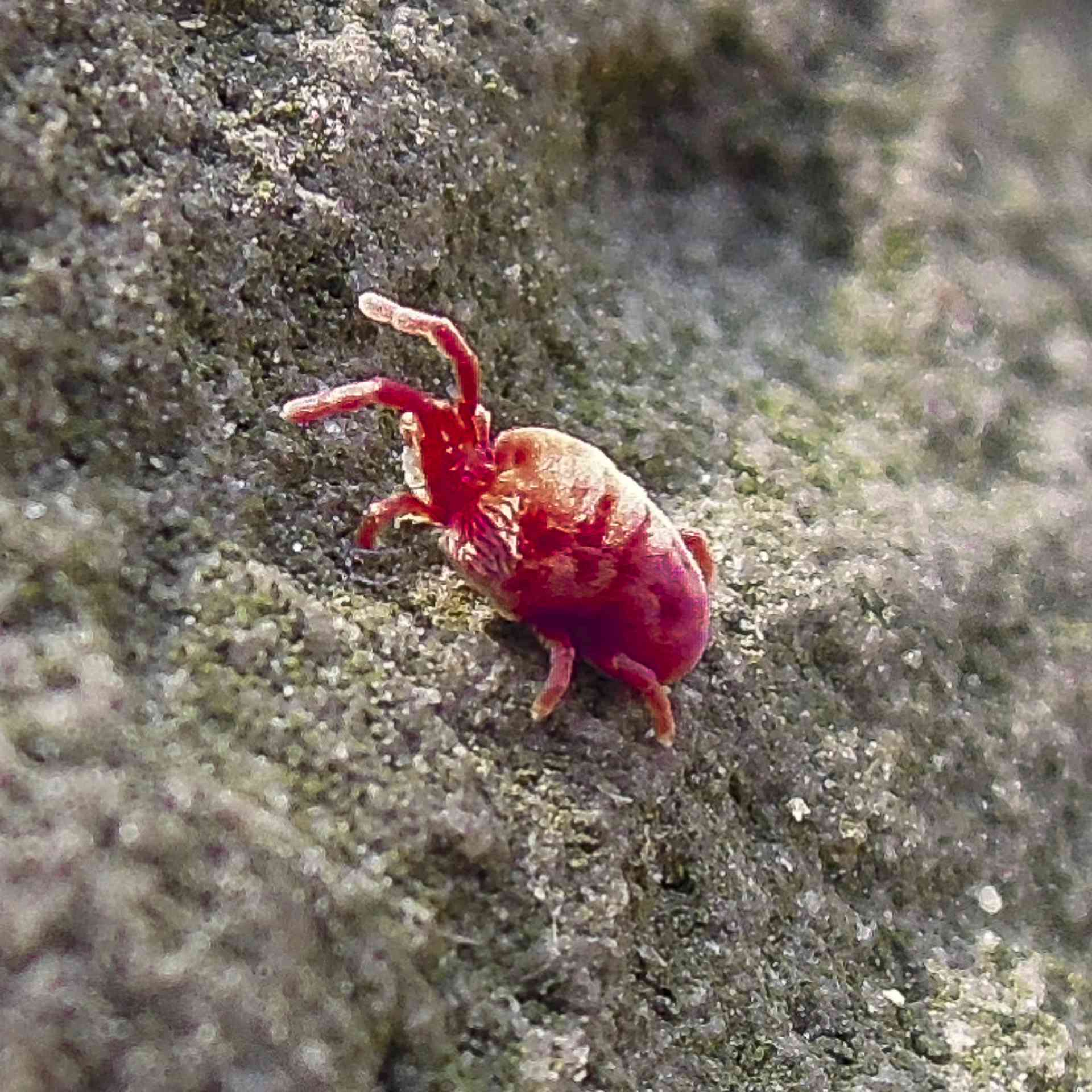 红色的虫子——长颈金花虫，幼虫脱变成成虫全过程-凤凰网视频-最具媒体品质的综合视频门户-凤凰网